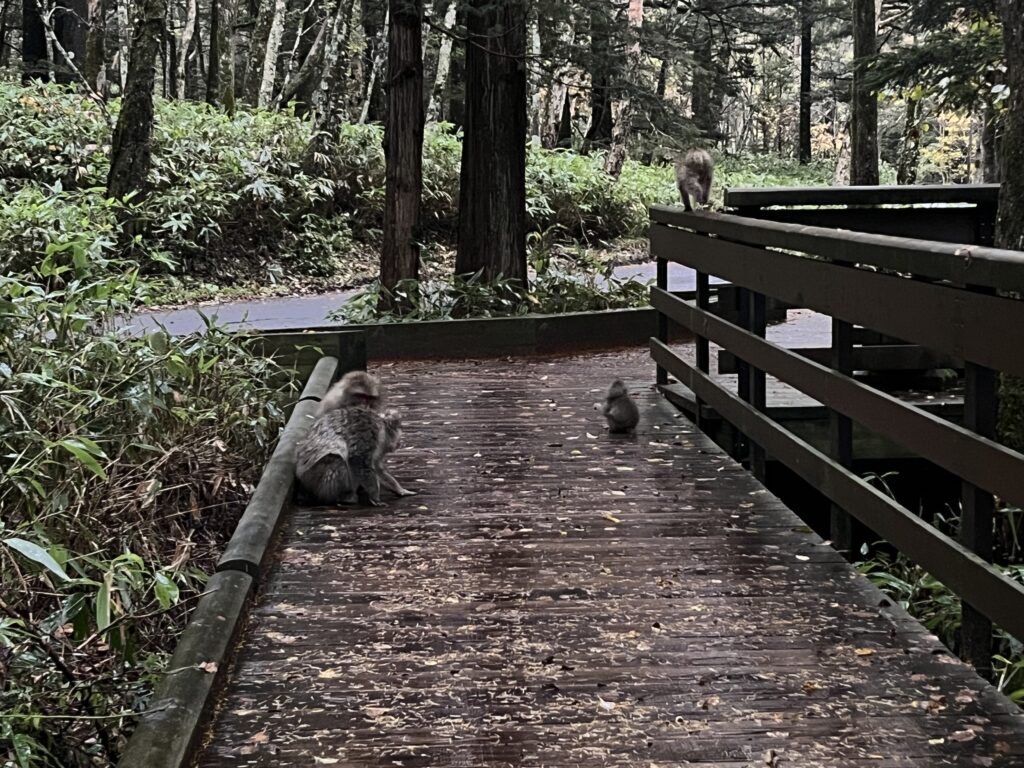 お猿さんの画像