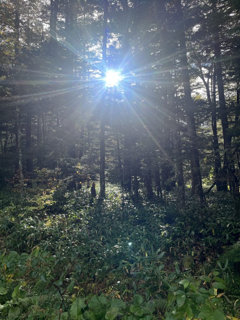 木々から差し込む太陽の光